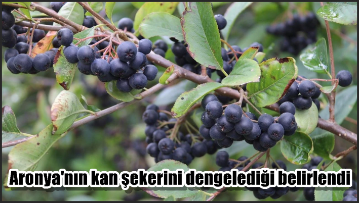 Aronya’nın kan şekerini dengelediği belirlendi