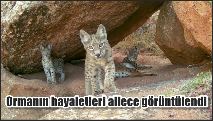 Ormanın hayaletleri ailece görüntülendi