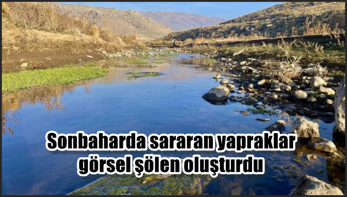 Sonbaharda sararan yapraklar görsel şölen oluşturdu