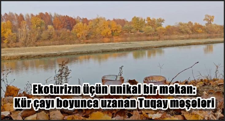 Ekoturizm üçün unikal bir məkan: Kür çayı boyunca uzanan Tuqay meşələri