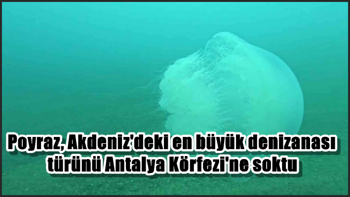 Poyraz, Akdeniz’deki en büyük denizanası türünü Antalya Körfezi’ne soktu