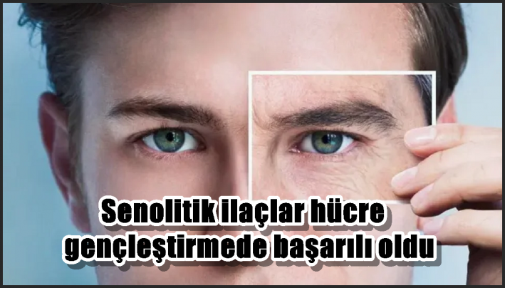 Senolitik ilaçlar hücre gençleştirmede başarılı oldu