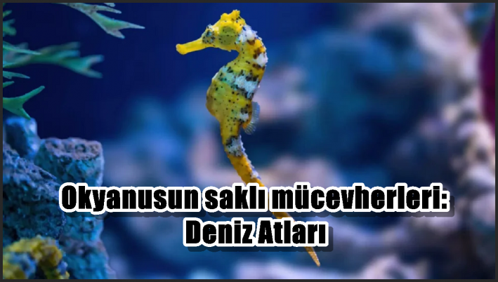 Okyanusun saklı mücevherleri: Deniz Atları