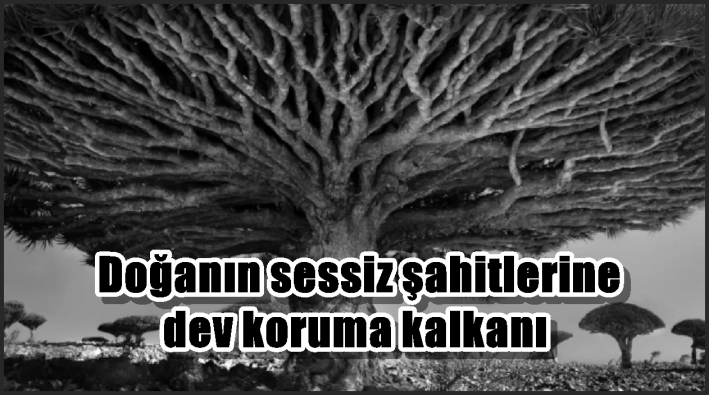 Doğanın sessiz şahitlerine dev koruma kalkanı