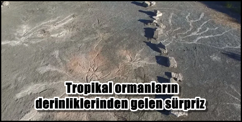 Tropikal ormanların derinliklerinden gelen sürpriz