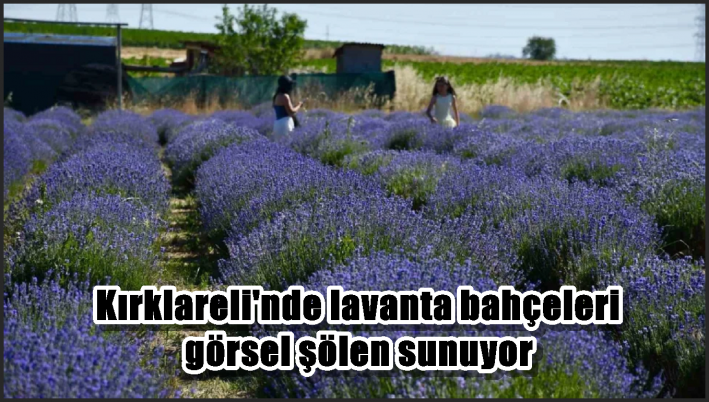 Kırklareli’nde lavanta bahçeleri görsel şölen sunuyor