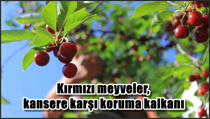 Kırmızı meyveler, kansere karşı koruma kalkanı