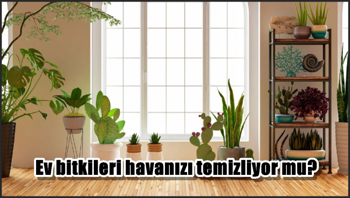Ev bitkileri havanızı temizliyor mu?