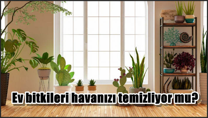 Ev bitkileri havanızı temizliyor mu?