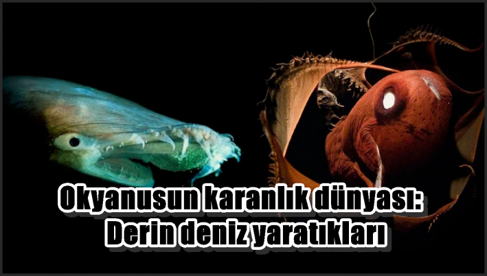 Okyanusun karanlık dünyası: Derin deniz yaratıkları