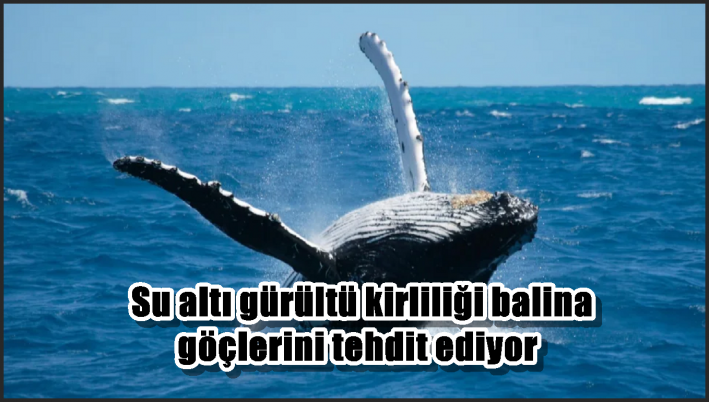 Su altı gürültü kirliliği balina göçlerini tehdit ediyor