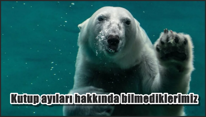 Kutup ayıları hakkında bilmediklerimiz